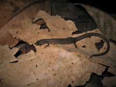 Ecpleopus gaudichaudii