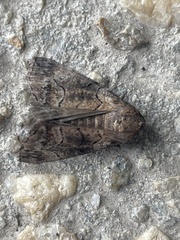 Dysbatus singularis