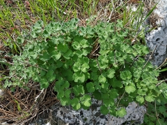 Marrubieae
