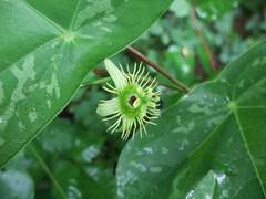 Passiflora juliana