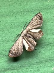 Phazaca decorata