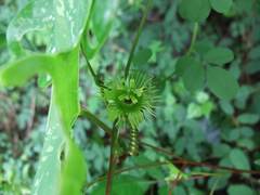 Passiflora juliana