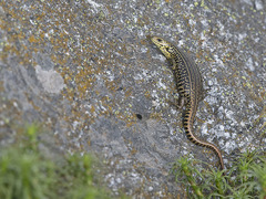 Eulamprus kosciuskoi