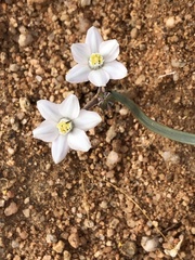 Muilla coronata