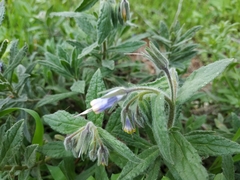 Podonosma orientalis