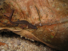 Ecpleopus gaudichaudii