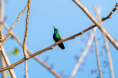 Anthracothorax veraguensis