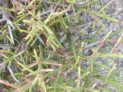 Colletieae
