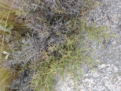 Colletieae
