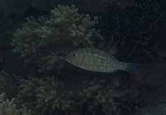 Lethrinus obsoletus