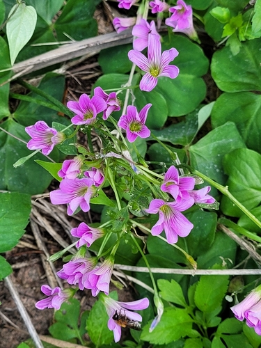 Oxalidaceae image