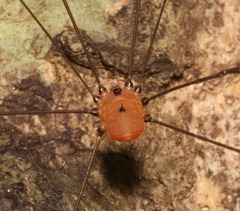 Pseudogagrella splendens