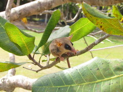Gracilinanus microtarsus