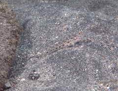 Ctenogobiops crocineus