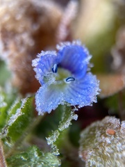 Veronica persica