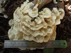 Climacodon dubitativus