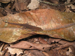 Gymnodactylus darwinii