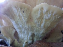 Climacodon dubitativus