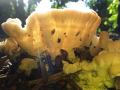 Climacodon dubitativus