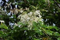 Angiospermae