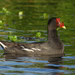 South American Common Gallinule - Photo (c) Gustavo Casás, some rights reserved (CC BY-NC), uploaded by Gustavo Casás