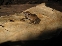 Haddadus binotatus