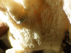 Climacodon dubitativus