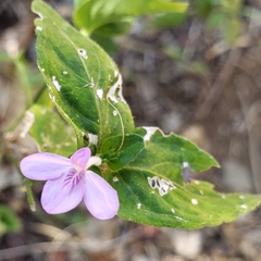 Siphonoglossa sessilis
