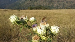 Baccharoides adoensis