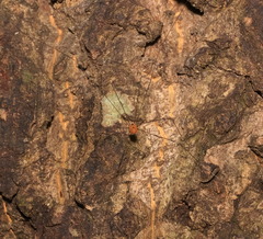 Pseudogagrella splendens