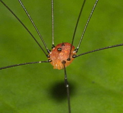 Pseudogagrella splendens