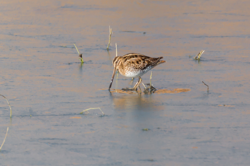 Representative image of Gallinago gallinago gallinago