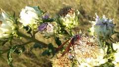 Baccharoides adoensis