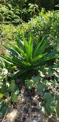 Furcraea tuberosa