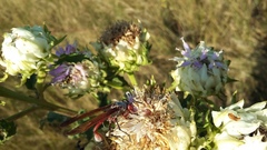 Baccharoides adoensis