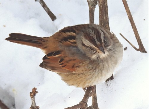 Swamp Sparrow, photo 9 of 9
