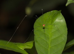 Pseudogagrella splendens