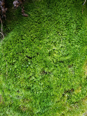 Isopterygiopsis muelleriana