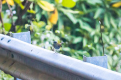 Catharus gracilirostris