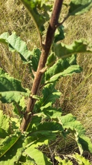 Baccharoides adoensis