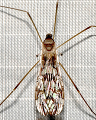 Epiphragma solatrix