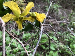 Prestonia mollis
