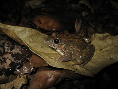 Leptodactylus fuscus