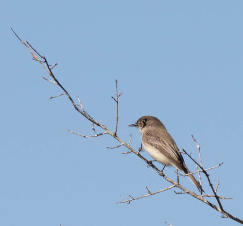 Tyrannidae image