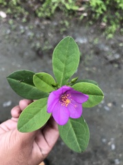 Talinaceae