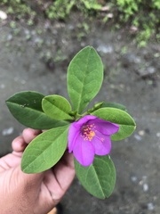 Talinaceae