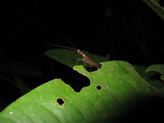 Bantia