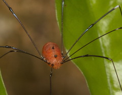 Pseudogagrella splendens