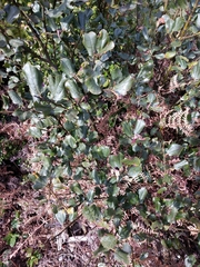 Ceanothus velutinus laevigatus