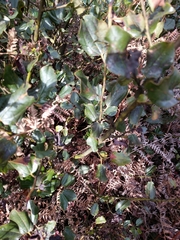 Ceanothus velutinus laevigatus